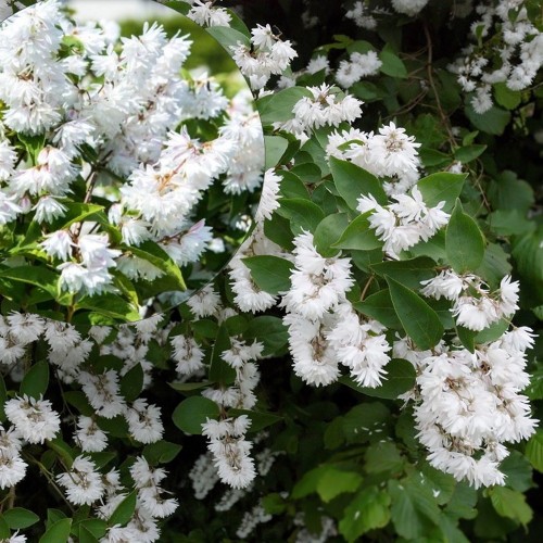 Deutzia scabra 'Candidissima' - Kare deutsia 'Candidissima' C2/2L